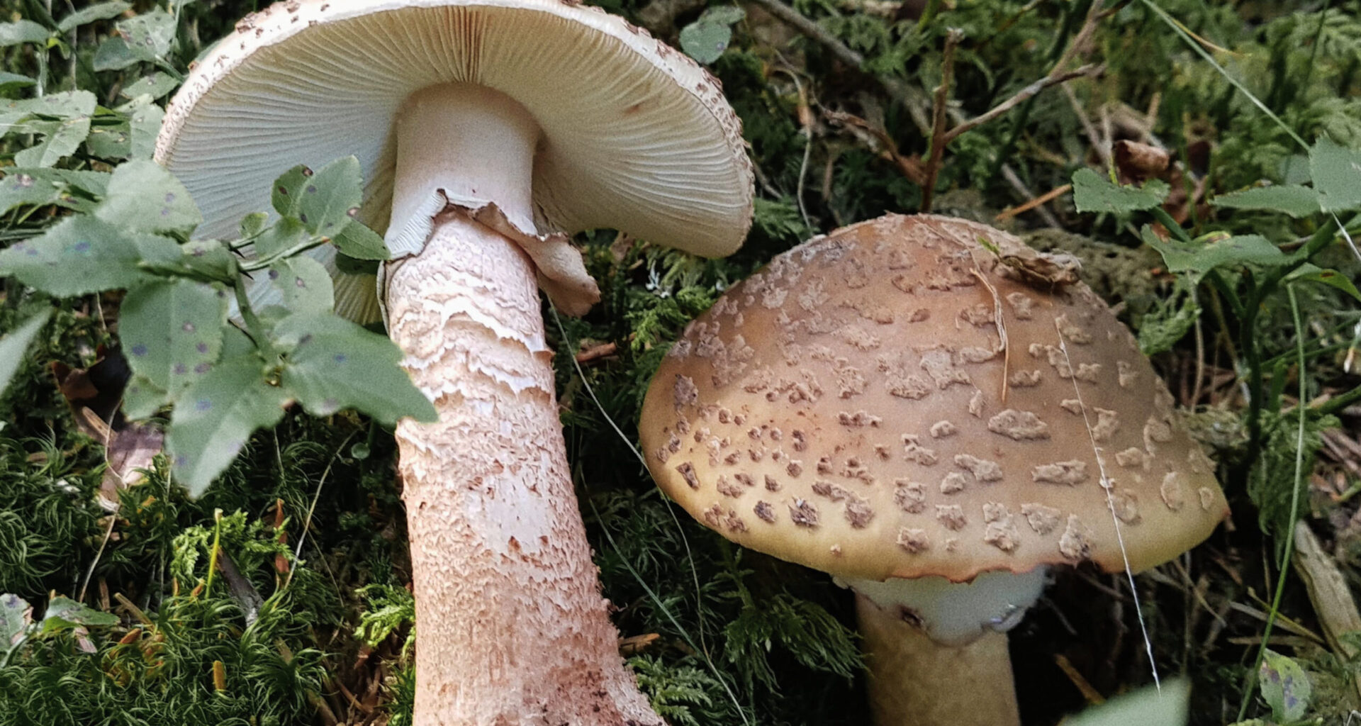Pilze im Fokus – AHA und NABU laden zur Exkursion in den Dieskauer Park ein - HalleSpektrum.de