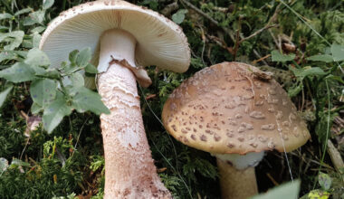 Pilze im Fokus – AHA und NABU laden zur Exkursion in den Dieskauer Park ein - HalleSpektrum.de