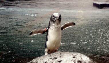 Linux: Torvalds wirft Bcachefs-Dateisystem aus dem Kernel