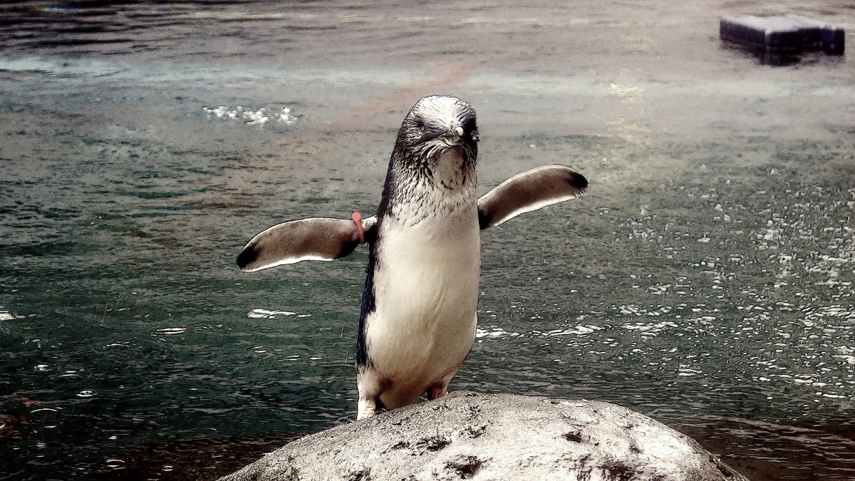 Linux: Torvalds wirft Bcachefs-Dateisystem aus dem Kernel