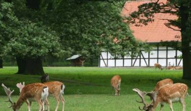 Damwild auf einer Wiese mit einem Fachwerkhaus im Hintergrund