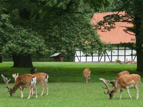 Damwild auf einer Wiese mit einem Fachwerkhaus im Hintergrund