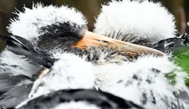Niedersachsen & Bremen: Wieder mehr Schwarzstorche in Niedersachsen