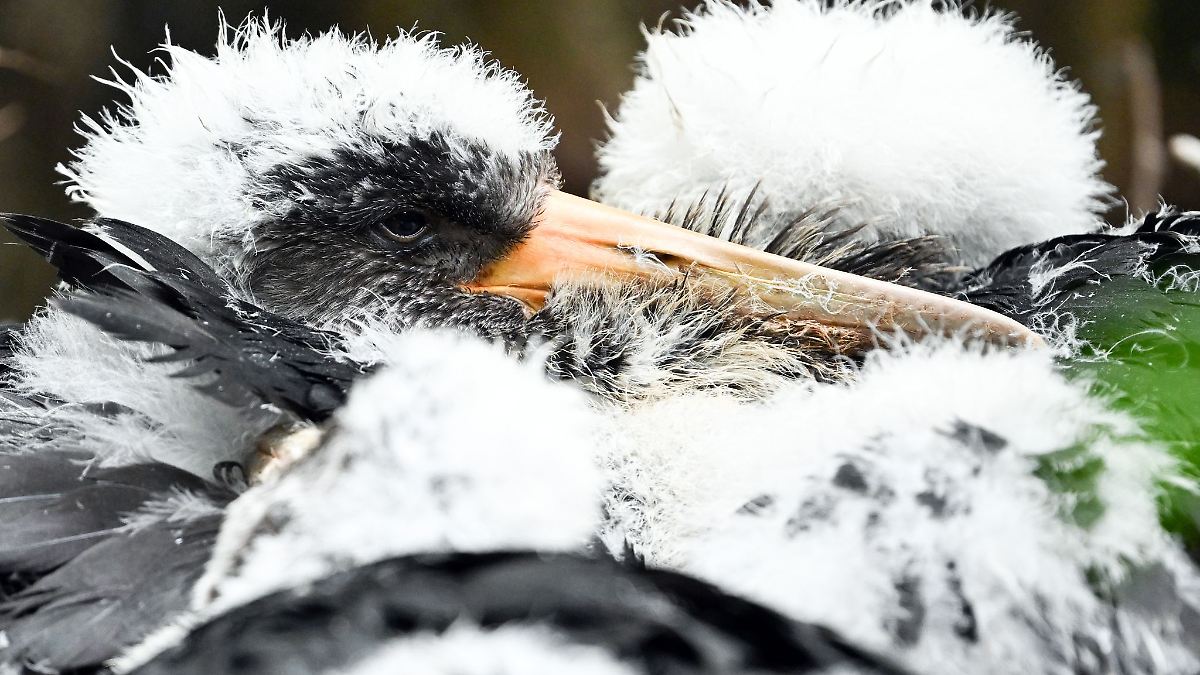 Niedersachsen & Bremen: Wieder mehr Schwarzstorche in Niedersachsen