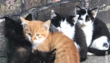 PM - Hilfe für Straßenkatzen in Schleswig-Holstein: Tierschutzbund unterstützt ...