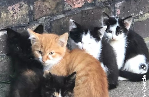 PM - Hilfe für Straßenkatzen in Schleswig-Holstein: Tierschutzbund unterstützt ...
