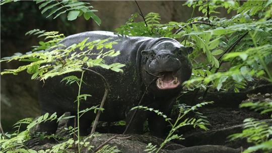 Berliner Mini-Hippo Toni zieht nach Mulhouse Tonis Lieblingssnack sind Erdnüsse.