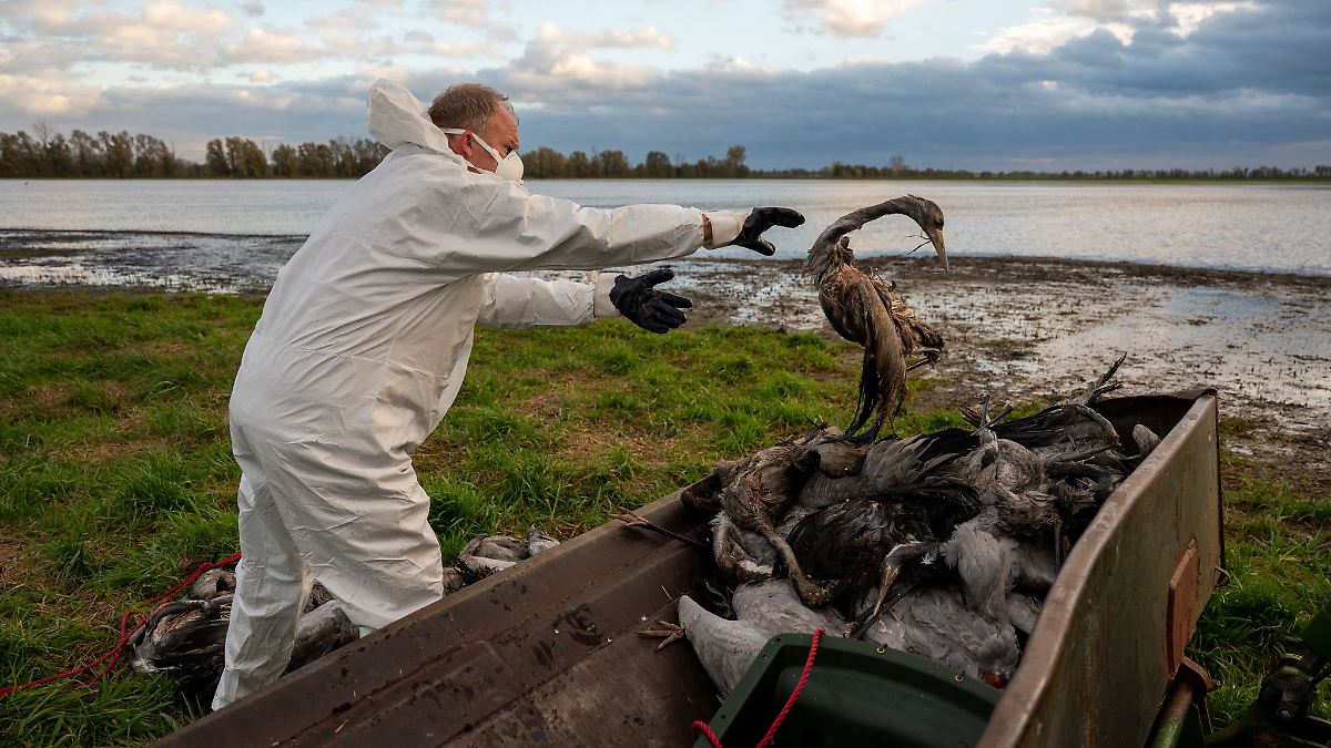 Berlin & Brandenburg: Kranich-Sterben im Teichland - Helfer setzen Einsatz fort