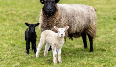 Niedersachsen & Bremen: Unbekannte stehlen elf tragende Schafe aus Stall