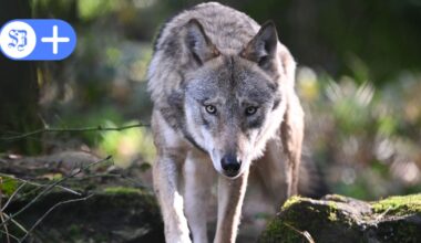 Wolfram Martin veröffentlicht Roman „Wolfsjagd“