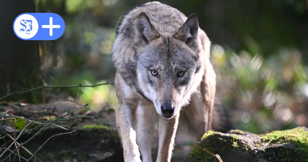 Wolfram Martin veröffentlicht Roman „Wolfsjagd“