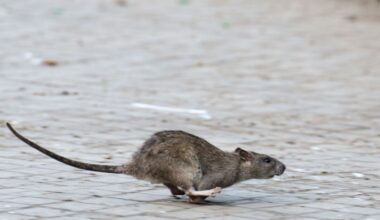 Berlin & Brandenburg: Rattenplage in Berlin - Tausende Meldungen jedes Jahr