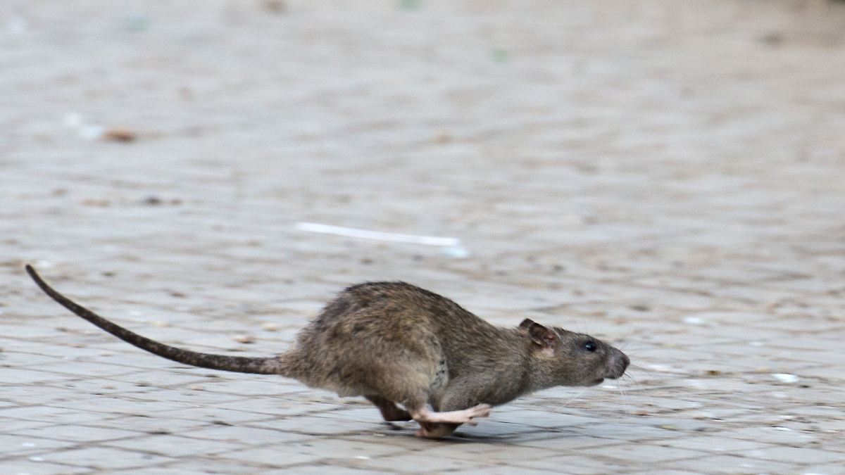 Berlin & Brandenburg: Rattenplage in Berlin - Tausende Meldungen jedes Jahr