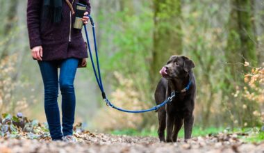 Sachsen: Leipzig und weitere Kommunen in Sachsen erhöhen Hundesteuer