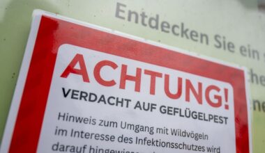 Bei einer Kanadagans in Essen wurde Vogelgrippe nachgewiesen. (Symbolbild)