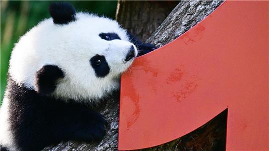 Party bei den Pandas: Leni und Lotti werden ein Jahr Vor einem Jahr kamen die Pandabären Leni und Lotti zur Welt.