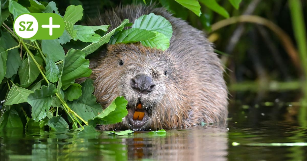 Biber aus Teichgruppe Kreba-Neudorf ziehen nach Frankreich