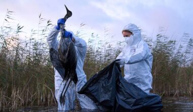 Niedersachsen & Bremen: Mehr als 118.000 tote Tiere wegen Vogelgrippe