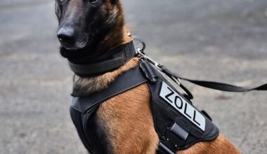 HZA-DU: Zollhündin Frieda lässt sich nicht von Gummibärchen täuschen - ...