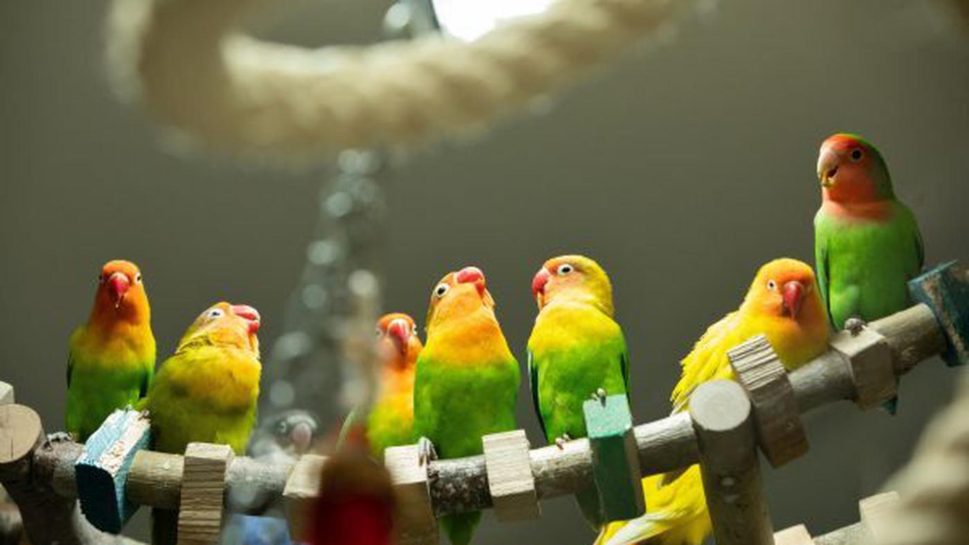 Wie sich das Berliner Tierheim vor der Vogelgrippe schützt