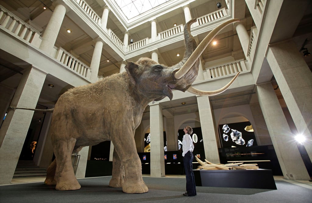 Auch er ist zu sehen: Vor dem vier Meter großen Modell eines Europäischen Waldelefanten steht eine Besucherin im Landesmuseum für Vorgeschichte in Halle (Saale).