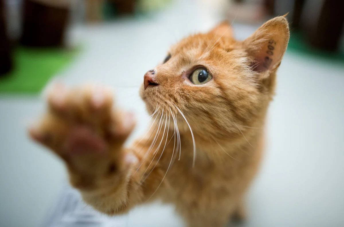 Kuriose Tierrettung - Katze fährt als blinder Passagier von Hannover nach Bochum - Wissen