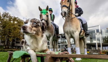 Hunden und Pferden gehört in Westfalenhallen die Bühne