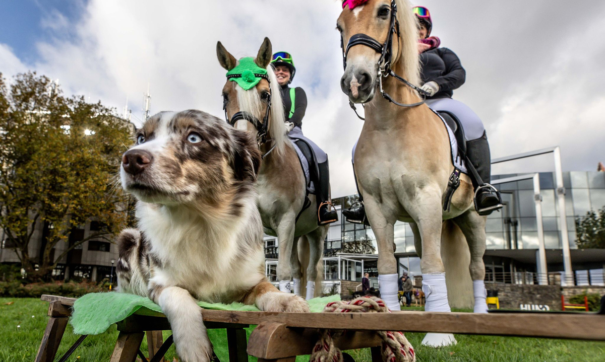 Hunden und Pferden gehört in Westfalenhallen die Bühne
