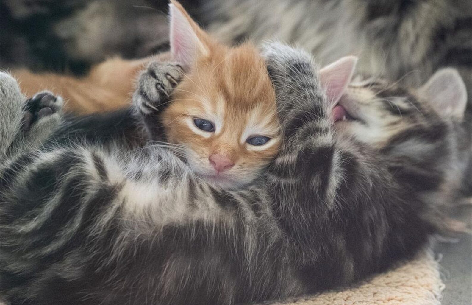 Zwei Katzen einfach aus Auto geworfen