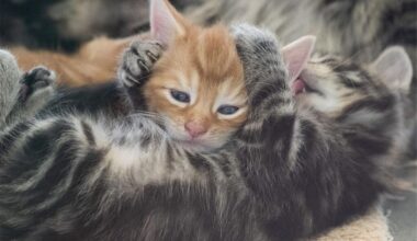 Zwei Katzen einfach aus Auto geworfen