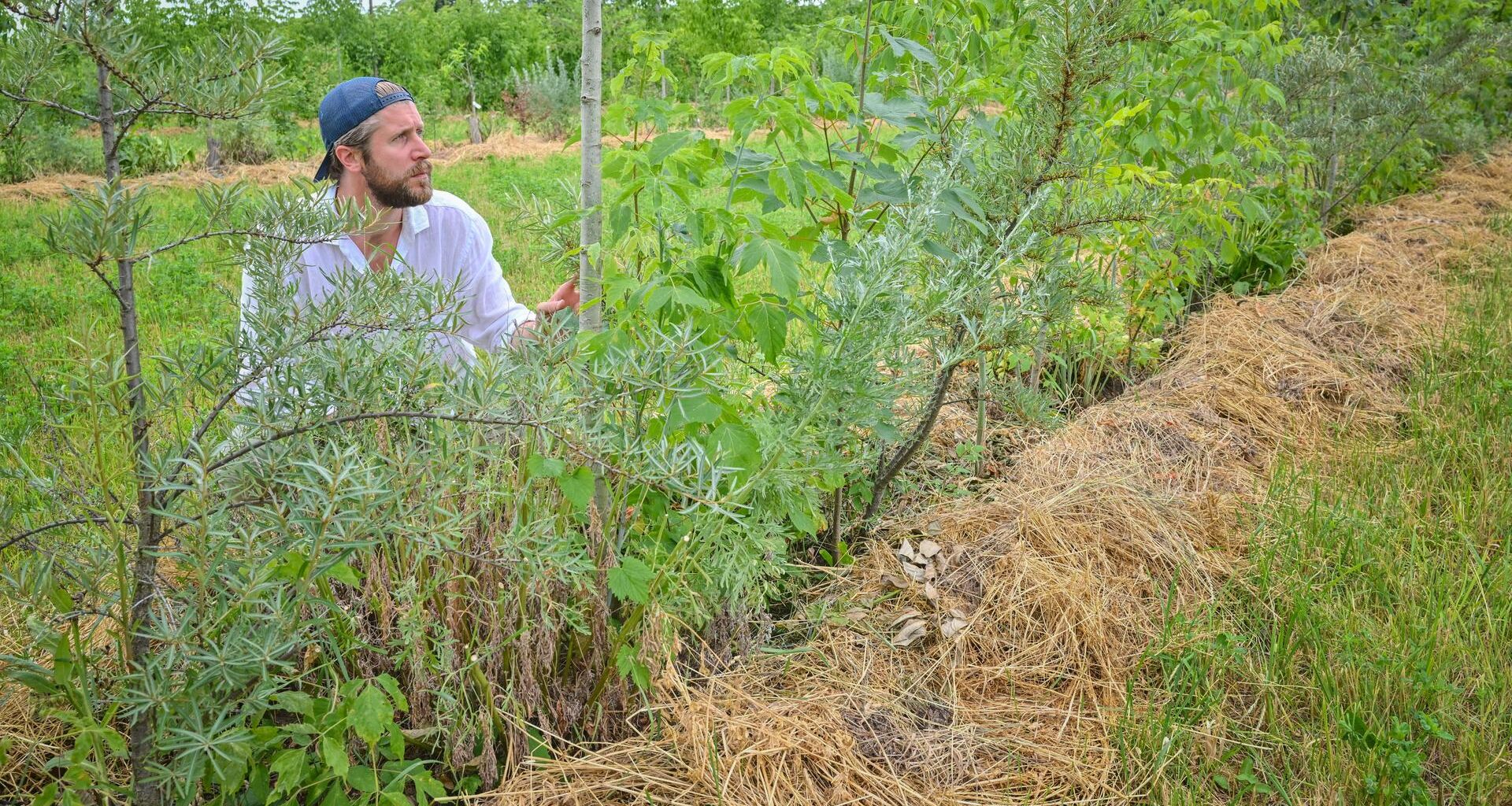 Der Agrarökonom Benedikt Bösel hockt neben einer neu angepflanzten Fläche aus Bäumen und Büschen.