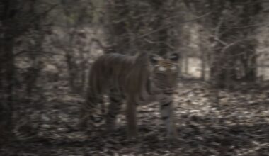 Entwarnung in Berlin: Ausgebüxtes Känguru bloß Tiger