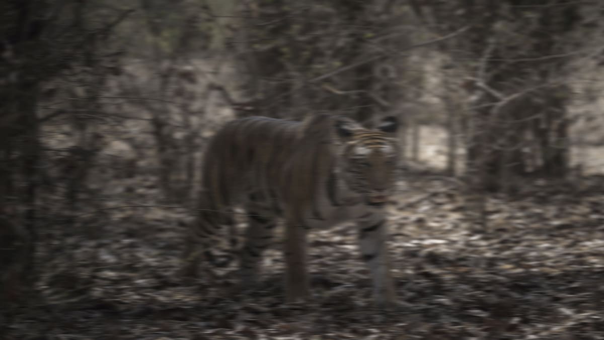 Entwarnung in Berlin: Ausgebüxtes Känguru bloß Tiger