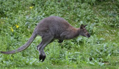 So reagiert die Tagesspiegel-Community auf das ausgebüxte Känguru von Jakob Augstein