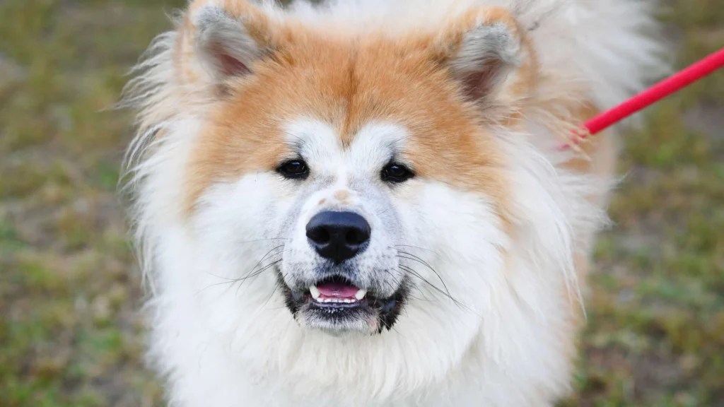 Tierheim Berlin hält "Mini-Löwen" - jetzt kommt er unter den Hammer