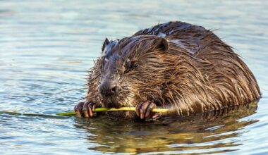 Oh là là: Darum siedeln Biber aus Sachsen nach Frankreich um