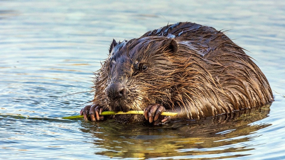 Oh là là: Darum siedeln Biber aus Sachsen nach Frankreich um