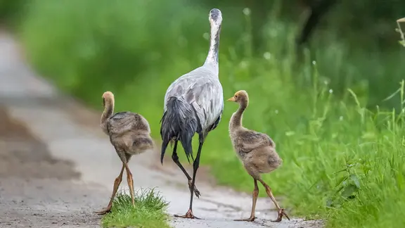 Ein Kranich Familie unterwegs im Grünen.
