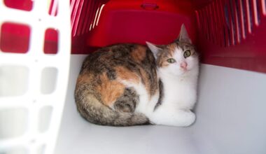 Berlin: Jetzt wird es teuer, wenn Ihr Haustier ausbüxt | Regional