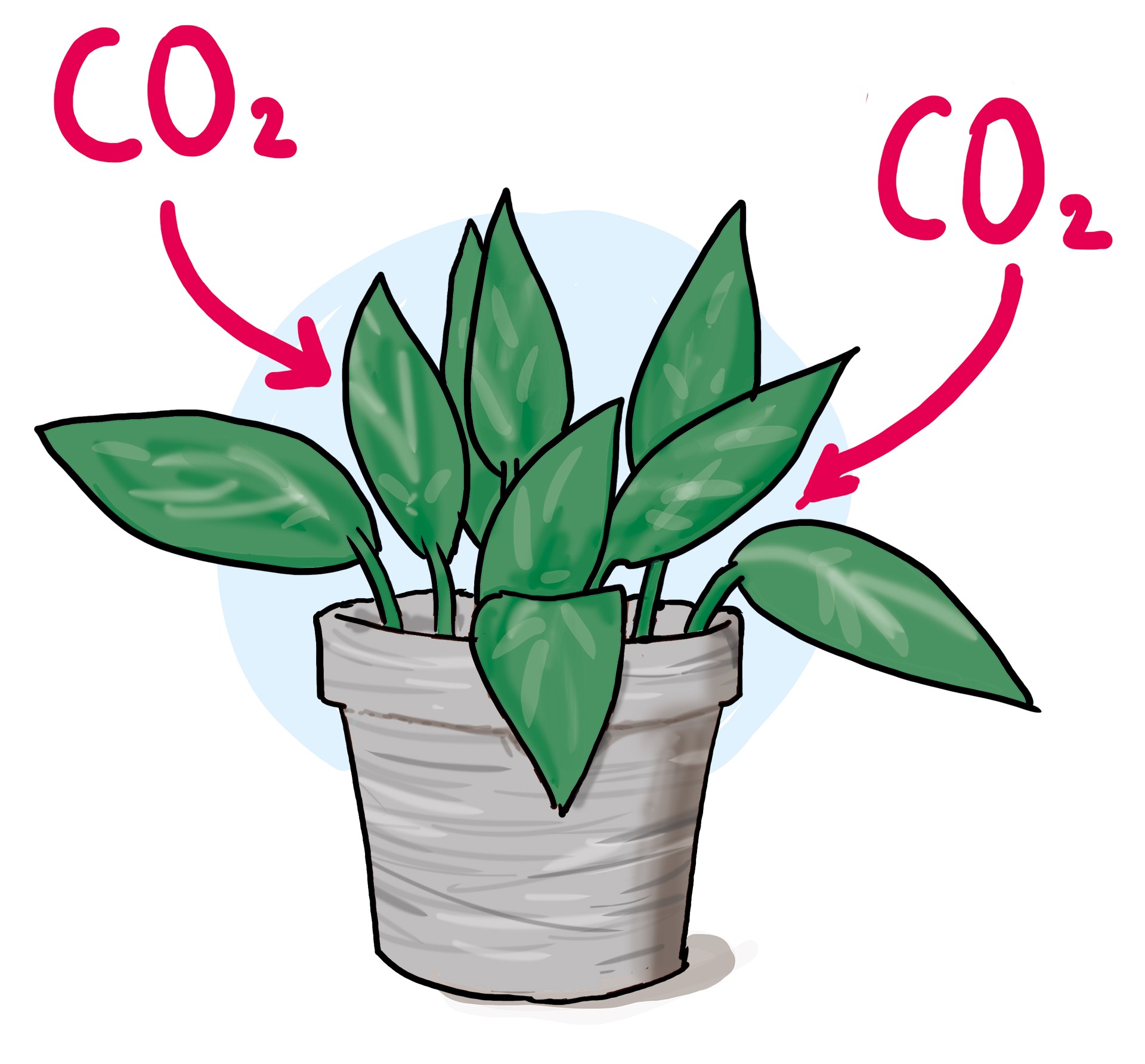 Pflanzen verbrauchen Co2