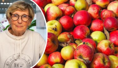 Wie macht man Äpfel haltbar? Landfrauen Melle geben Tipps