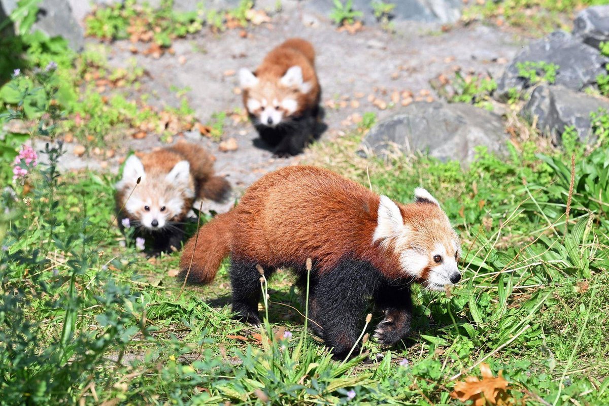 Hannover | Zwillingsnachwuchs bei seltenen Kleinen Pandas in Hannover