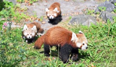 Hannover | Zwillingsnachwuchs bei seltenen Kleinen Pandas in Hannover