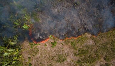 Berlin | Bericht: Waldzerstörung geht immer schneller