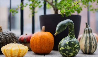 Berlin/Bonn | Kürbis-Boom: Pumpkin ist populär