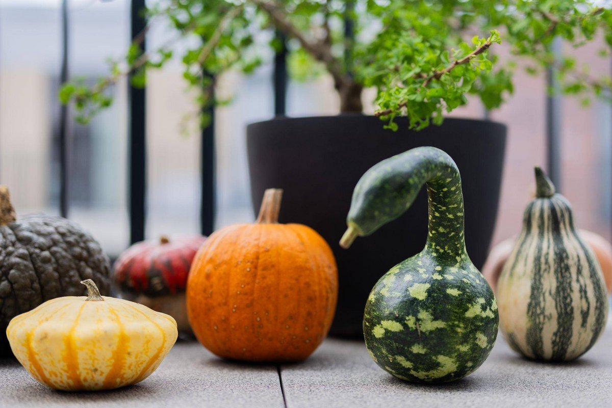 Berlin/Bonn | Kürbis-Boom: Pumpkin ist populär