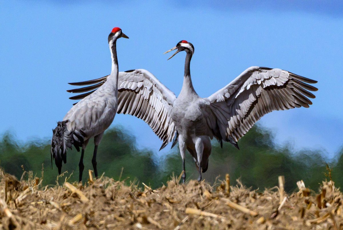 Berlin | Vogelgrippe: Was tun, wenn ich einen toten Vogel finde?