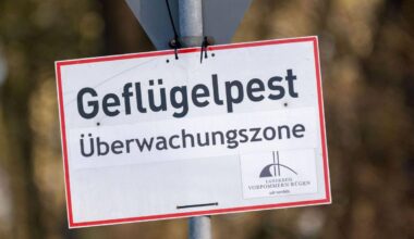 Greifswald | Vogelgrippe breitet sich aus – Wie gefährlich ist das?