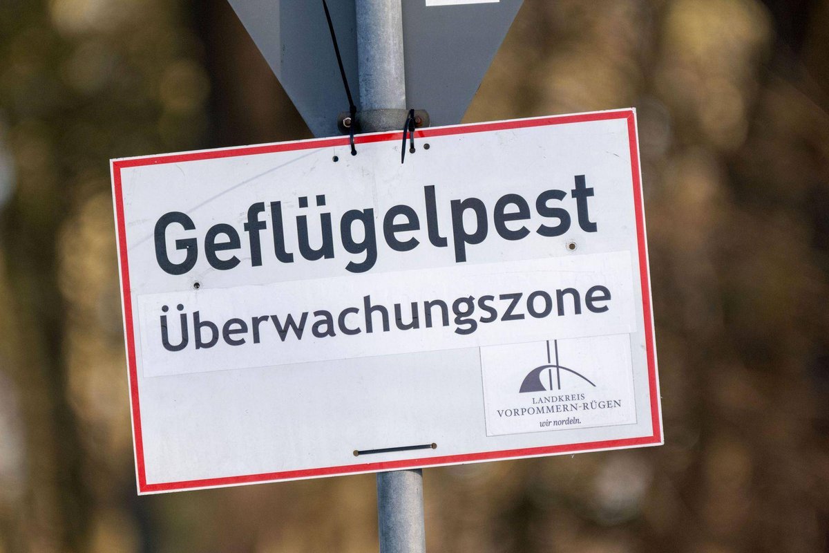 Greifswald | Vogelgrippe breitet sich aus – Wie gefährlich ist das?