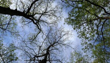 Die Baumsterblichkeit durch Insekten nimmt in ganz Europa zu